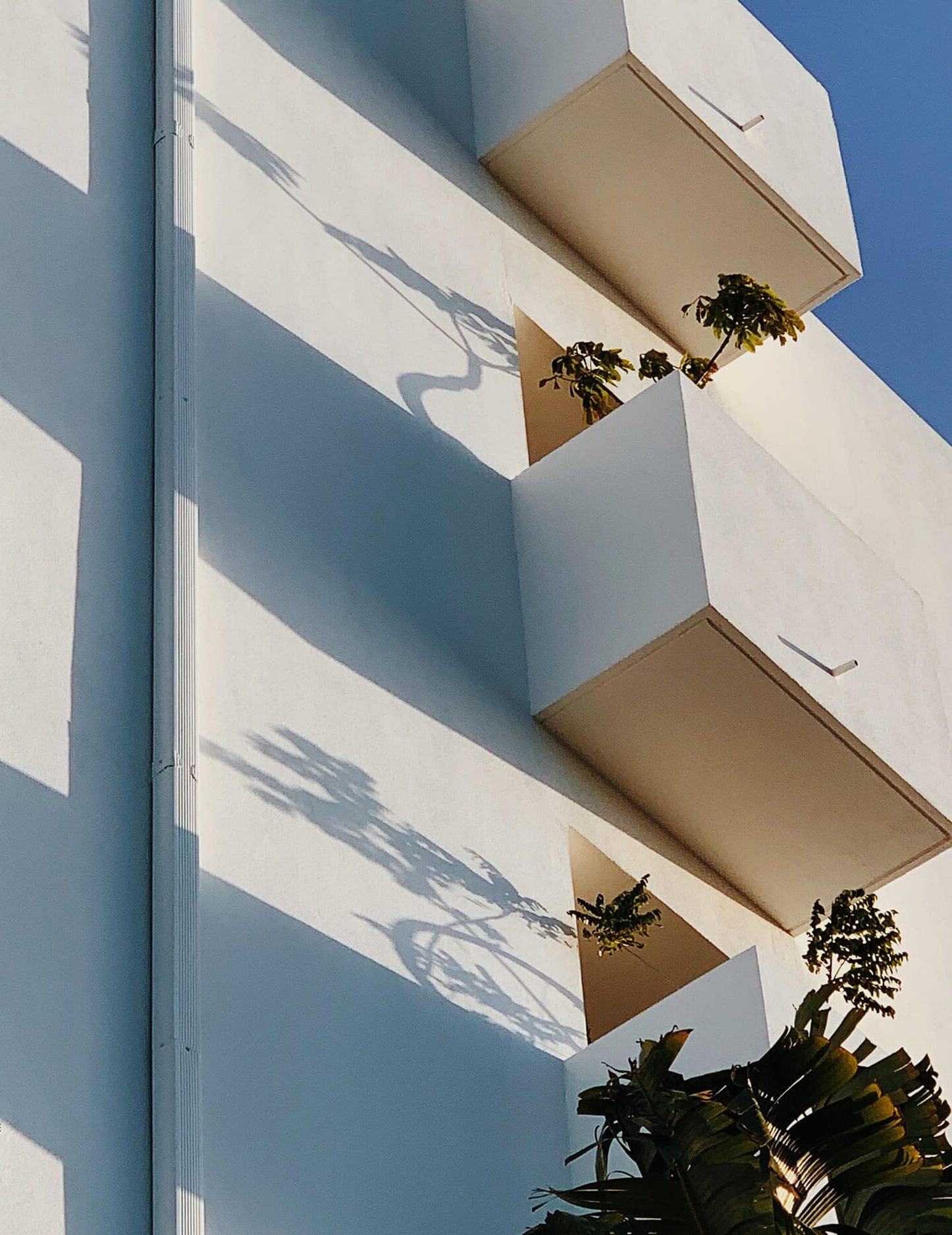Palm Heights — Grand Cayman, Caribbean, photo 2
