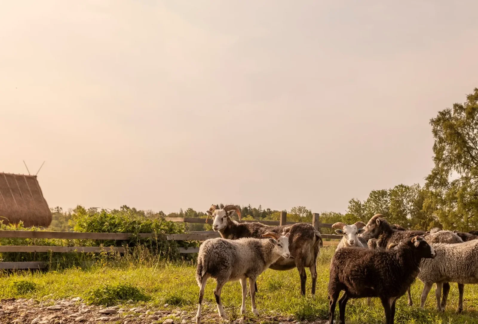 Sibbjäns — Gotland, Sweden, photo 7