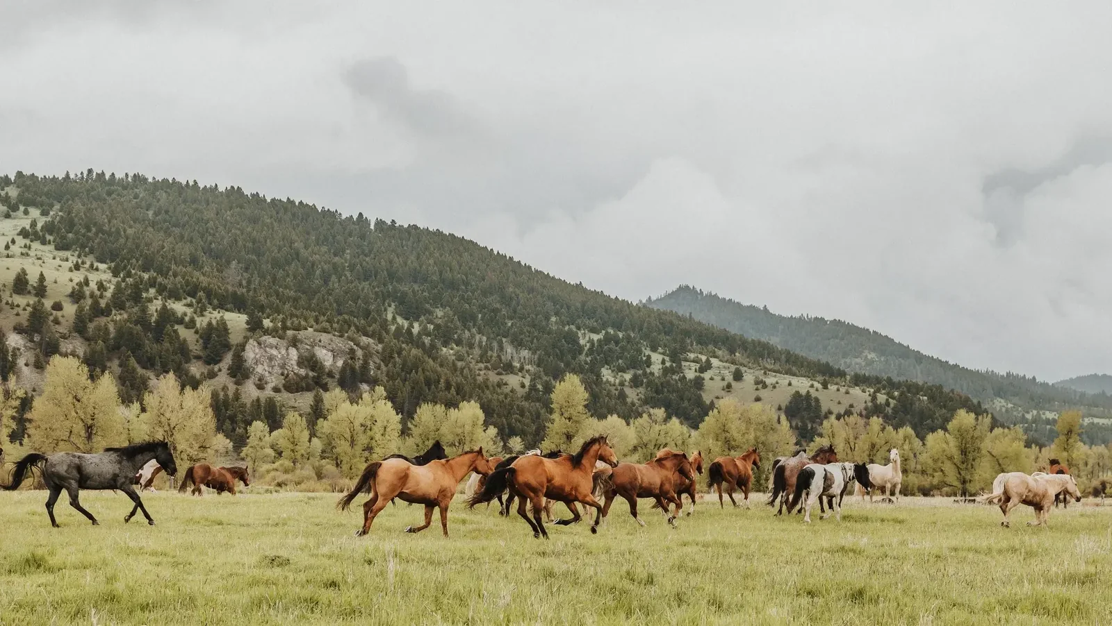 The Ranch at Rock Creek — Philipsburg, United States, photo 8